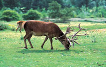 EBP Kent - Game Management